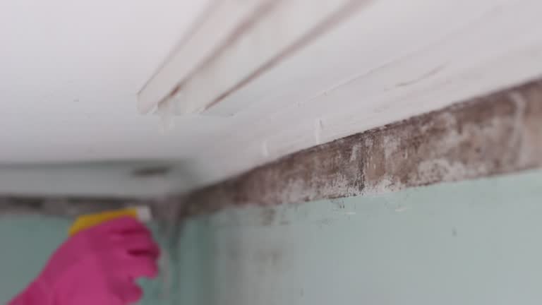 Best Mold Damage Restoration  in Winter Springs, FL